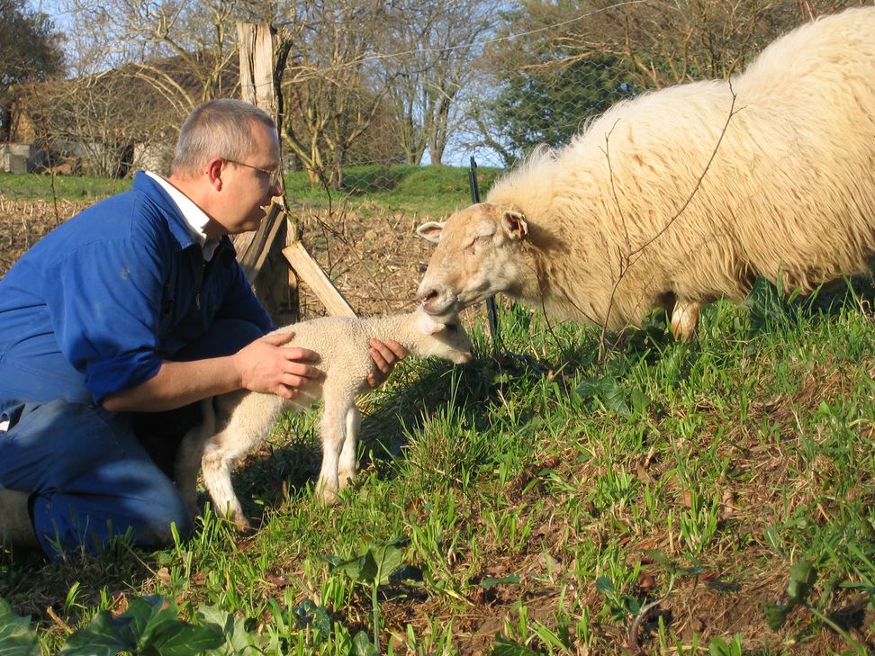 Un frère amène un agneau à une brebis.