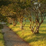 Le soleil rasant du soir se fraie un chemins entre les troncs des arbustes que l'on nomme aussi "Lila des Indes"