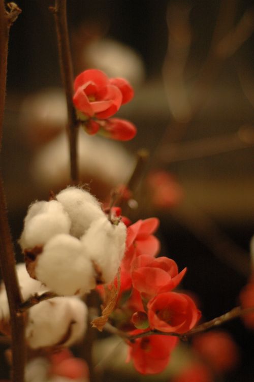 Détail sur une branche de coton et des fleurs de pommiers du japon.