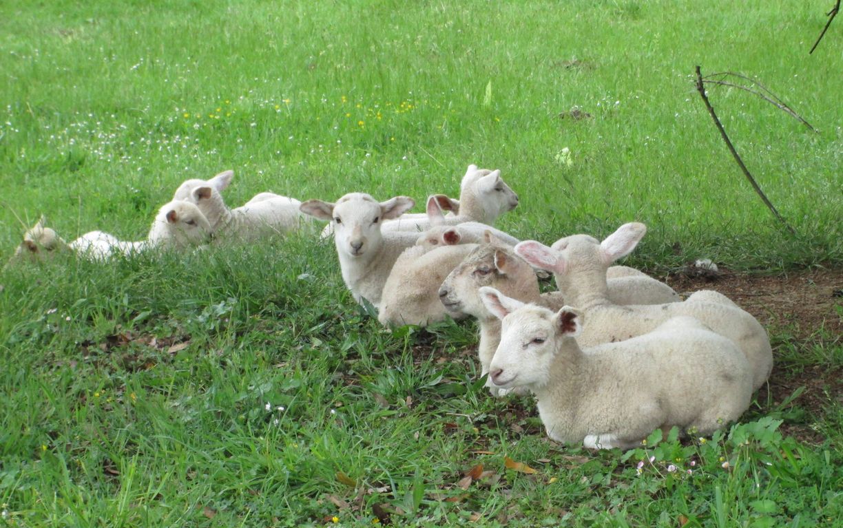 Des agneaux couchés sur l'herbe verte.