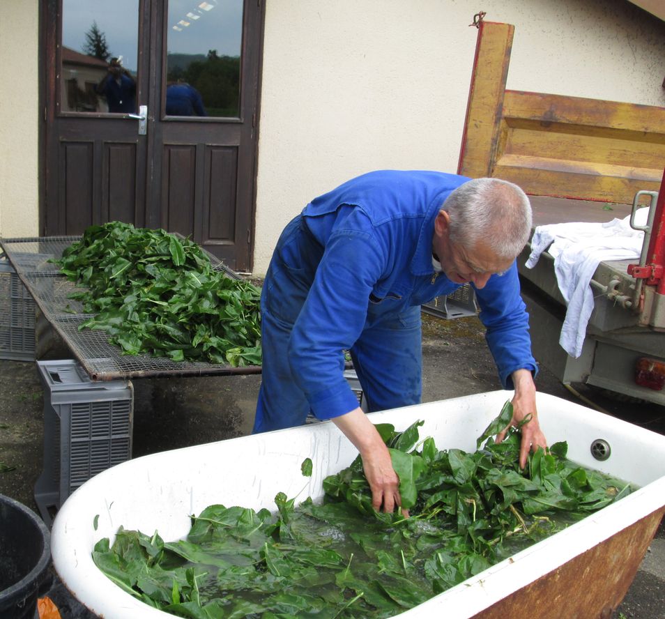 Un frère lave les feuilles de tisane dans une vieille baignoire.