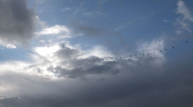 Vol de grues entre les nuages ensoleillés