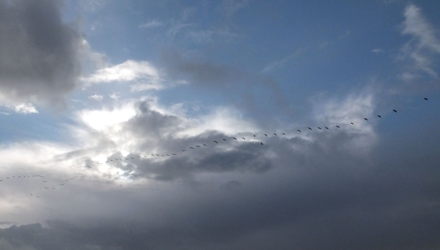 Vol de grues entre les nuages ensoleillés