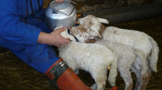 Moine berger donnant le biberon aux agneaux