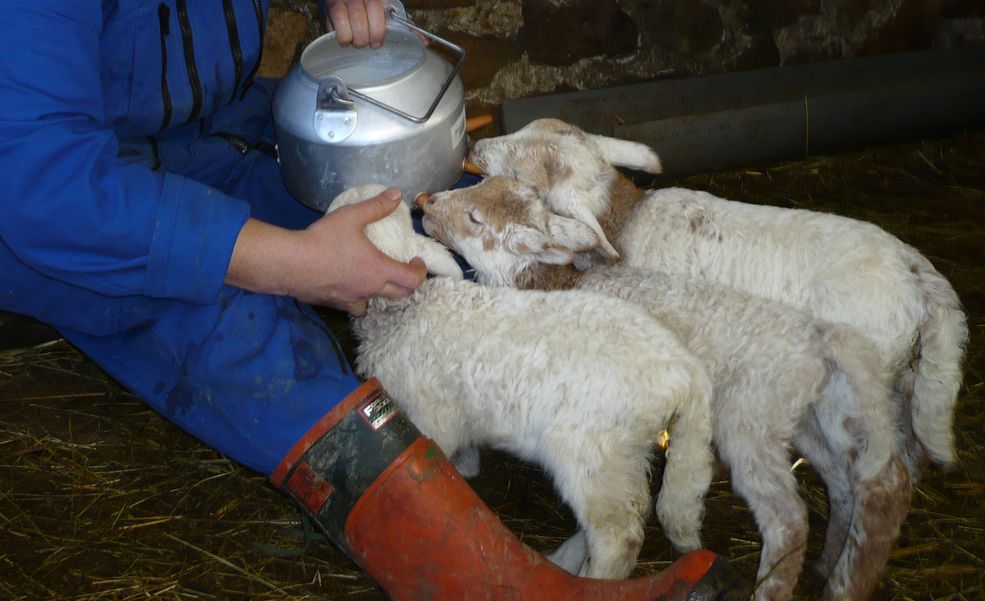 Moine berger donnant le biberon aux agneaux