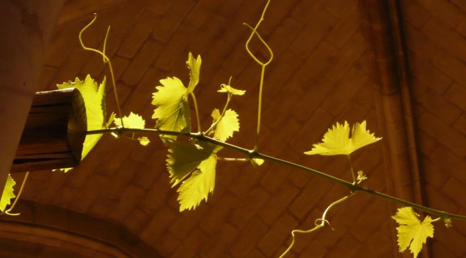 feuilles de vigne baignées de lumière
