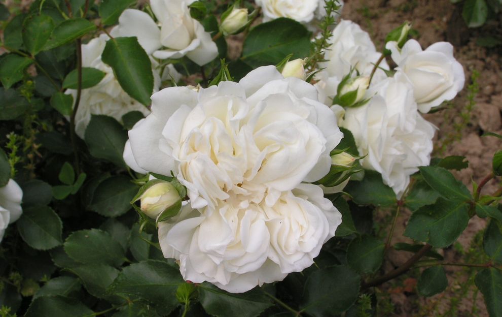 roses blanches pour le 5e dimanche de Carême C