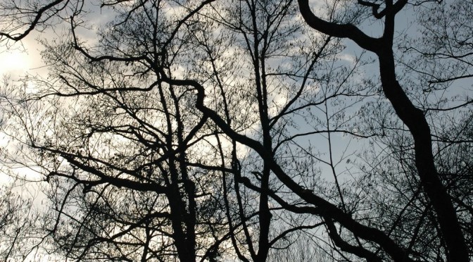 Branches d'arbres en hiver