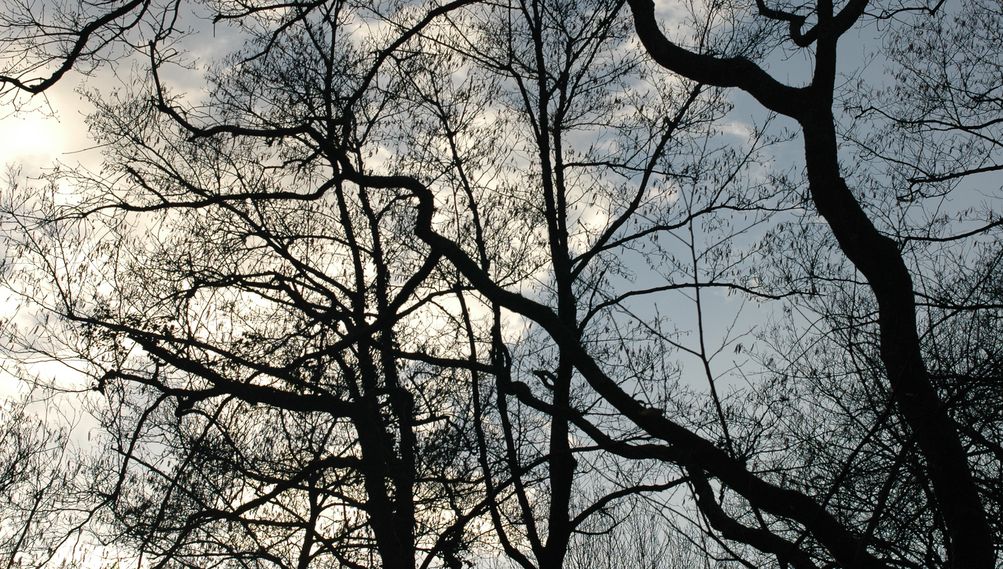 Branches d'arbres en hiver