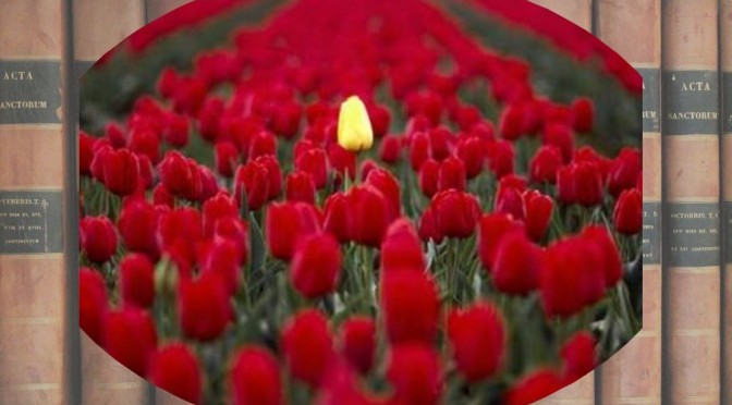 tulipe jaune tolérée au milieu de tulipes rouges