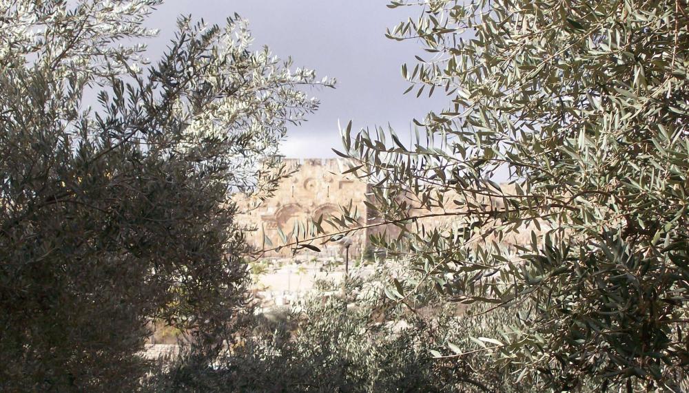 mur du Temple de Jésuralem derrière les oliviers