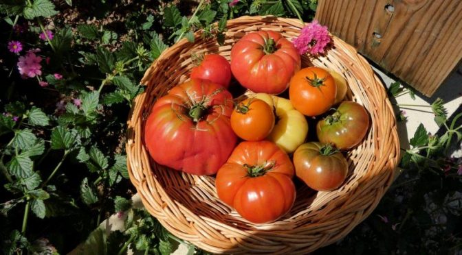Vente de tomates belles et abondantes !