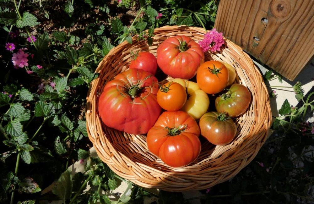 Panier de tomates de diverses couleurs